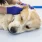 Pet-Emergency-scaled.webp