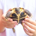 Turtle-tratment-scaled.webp